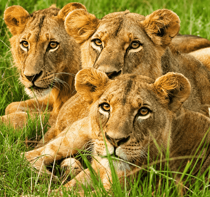 8-Day Kenya Classic Wildlife & Birding Safari safari image
