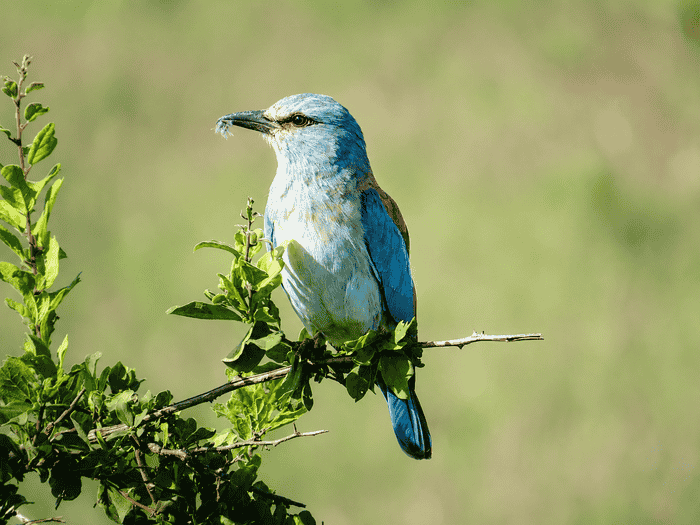 8-Day Kenya Classic Wildlife & Birding Safari